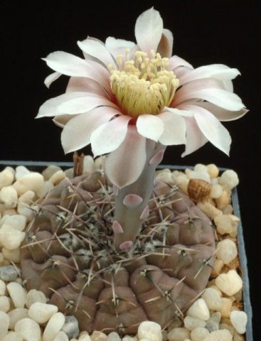 Gymnocalycium_occultum